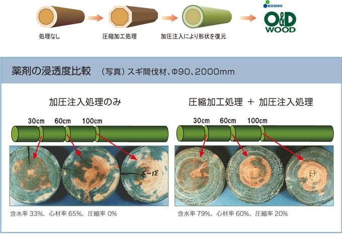 木材の薬剤浸透度が分かる輪切りの画像