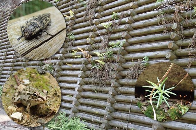 O&Dウッド護岸工の木材に虫やカエルなどが生息している様子