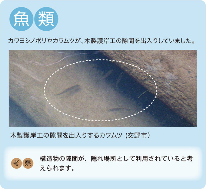 魚類の生息状況をまとめた結果